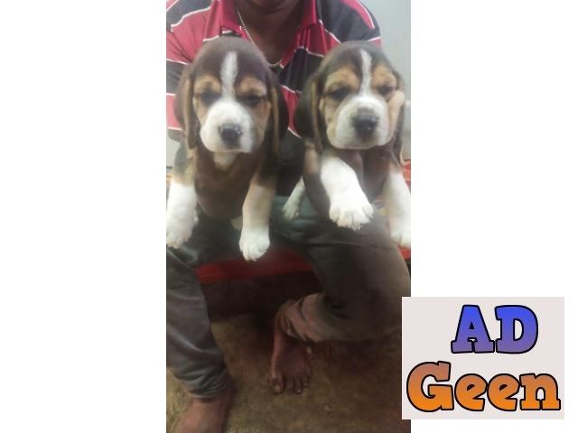 used Beagle puppies in Bangalore for sale 